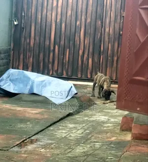 1-3 months Male Purebred Boerboel