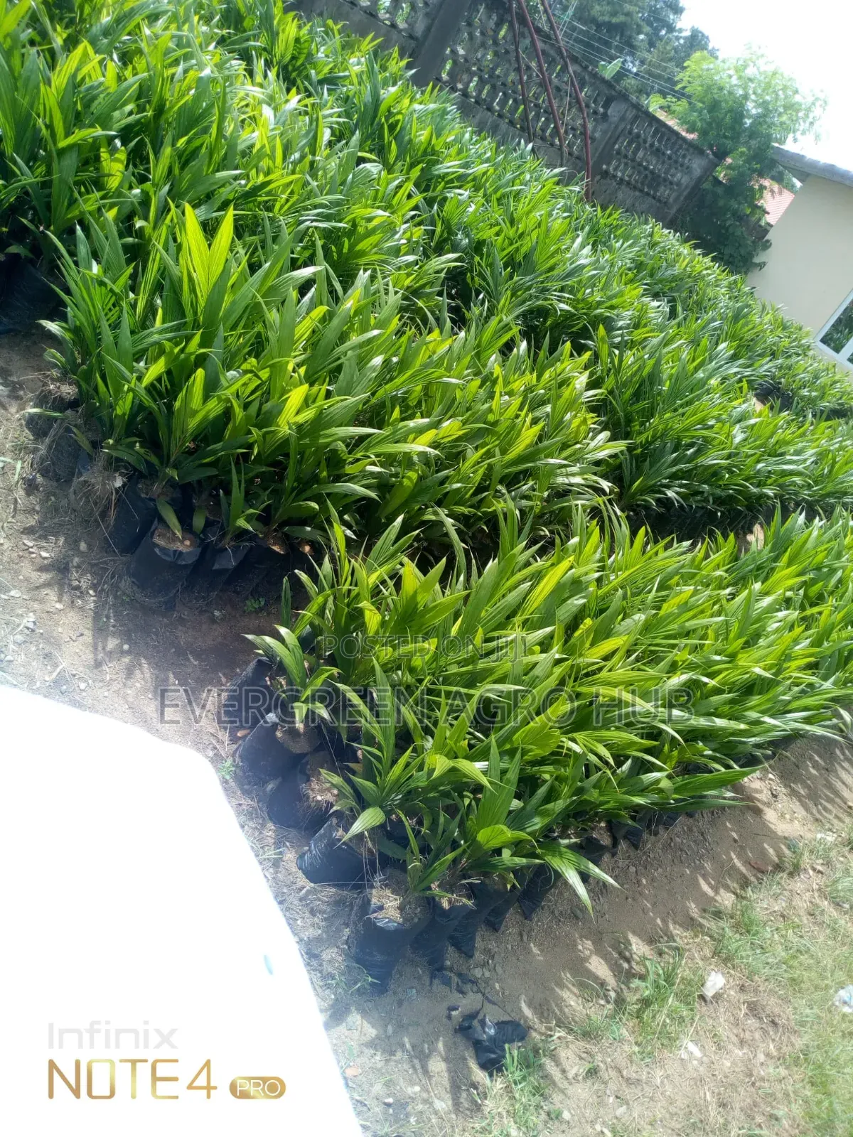 Supergene Malaysia Oilpam