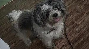 6-12 months Male Purebred Lhasa Apso