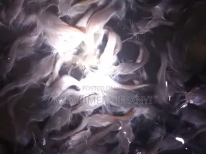Catfish Fingerlings Juveniles Available