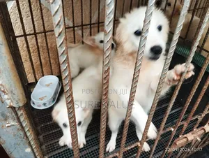 1-3 months Female Purebred American Eskimo