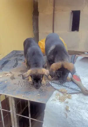 1-3 months Male Purebred German Shepherd