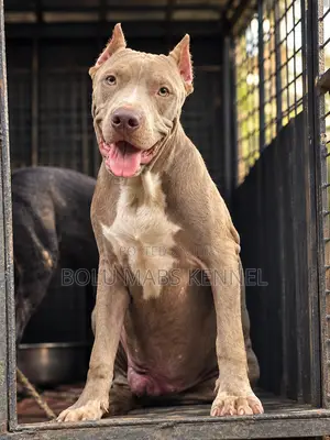 3-6 months Male Mixed Breed American Pit Bull Terrier