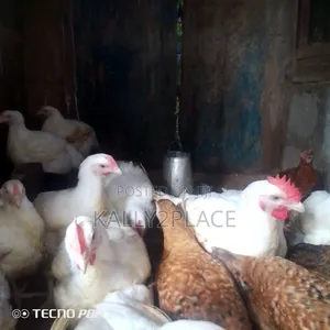 Broiler Chickens
