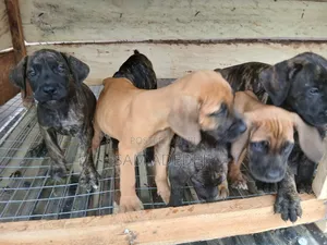 1-3 months Female Purebred Boerboel