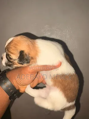 0-1 month Male Purebred Lhasa Apso