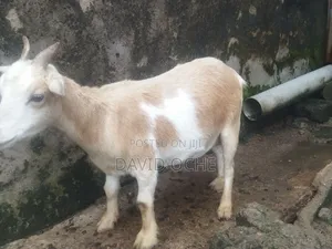 Native Goats