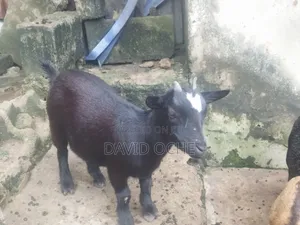 Native Goats