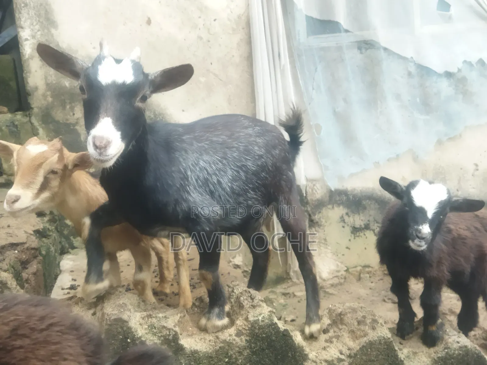 Native Goats