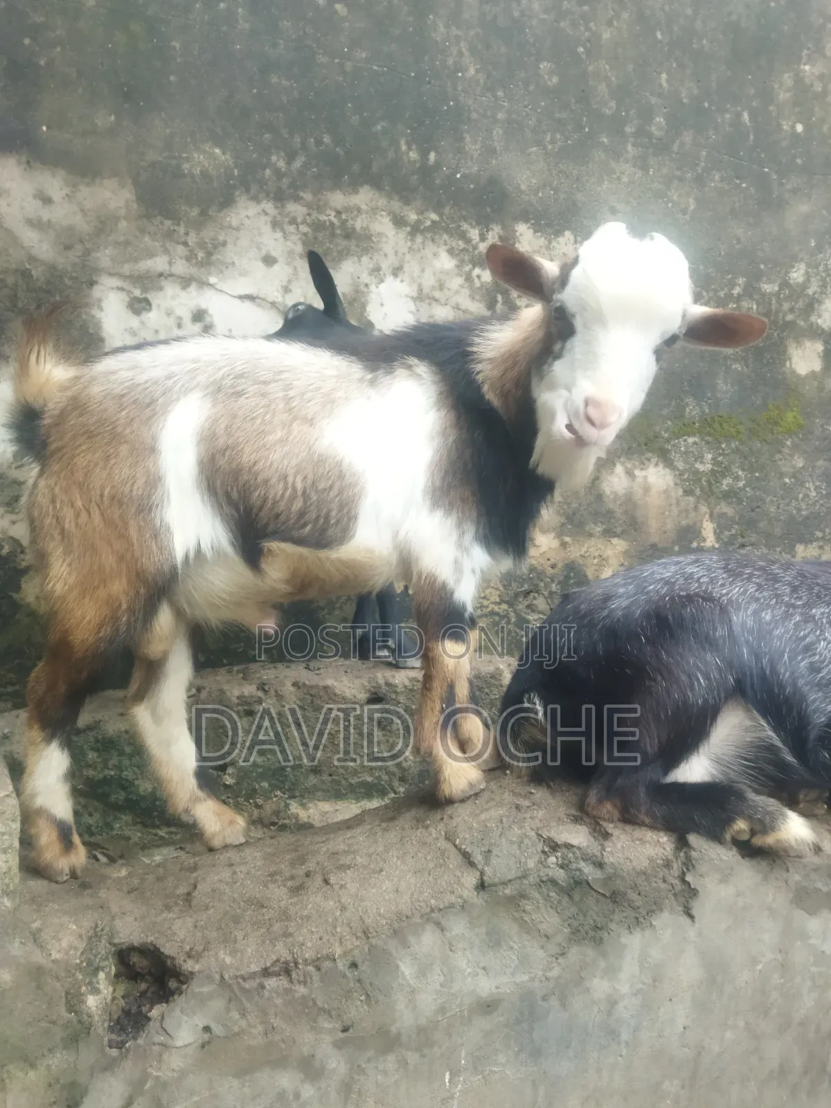 Native Goats