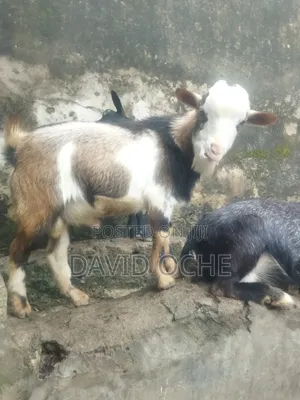 Native Goats