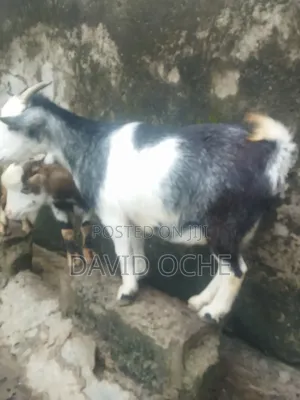 Native Goats