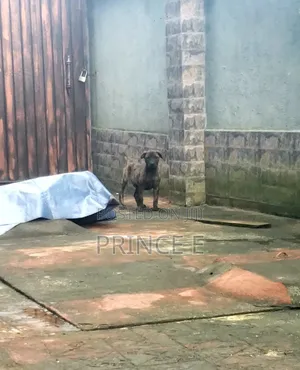 1-3 months Male Purebred Boerboel