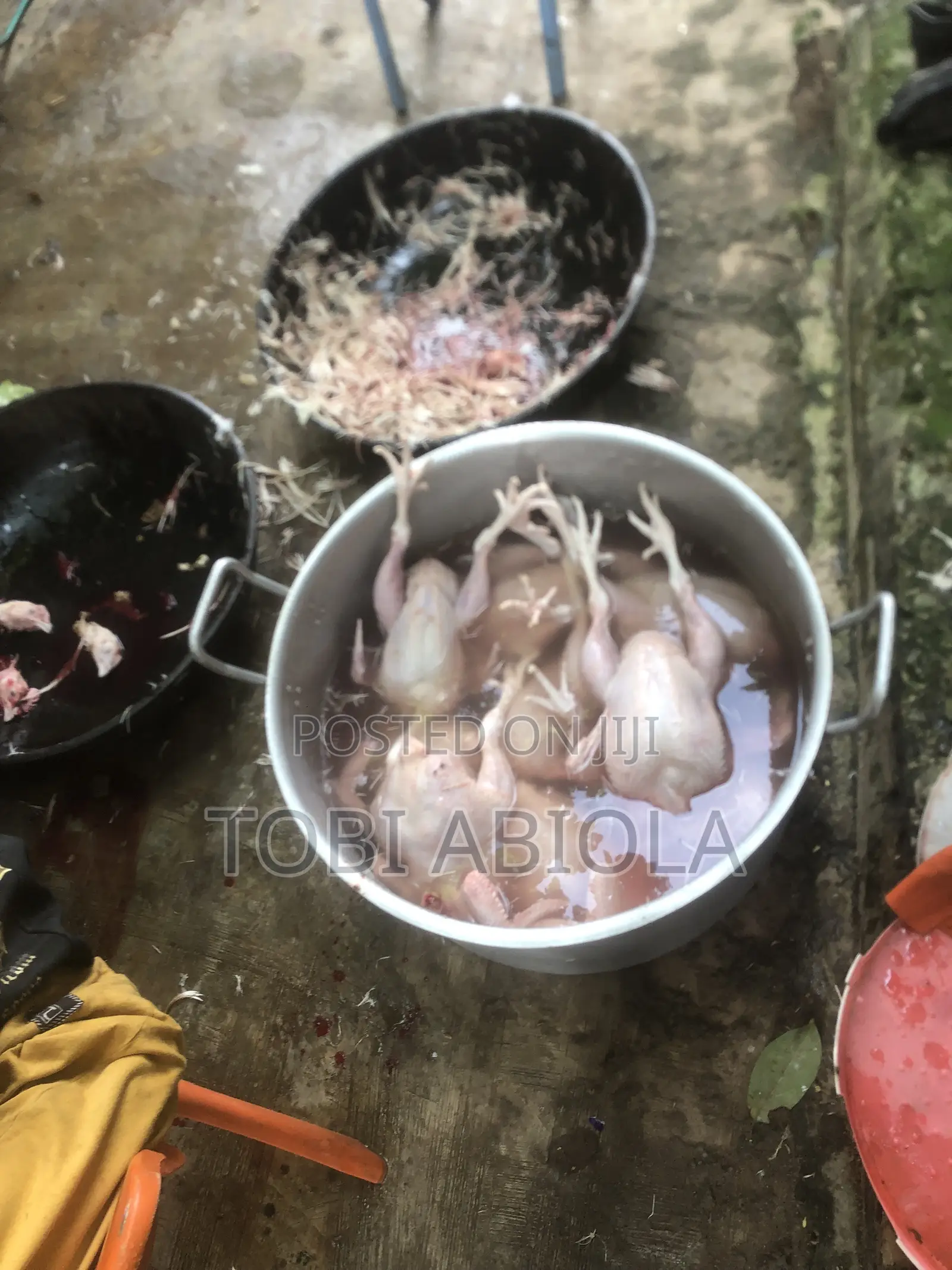 Chickens and Turkeys.