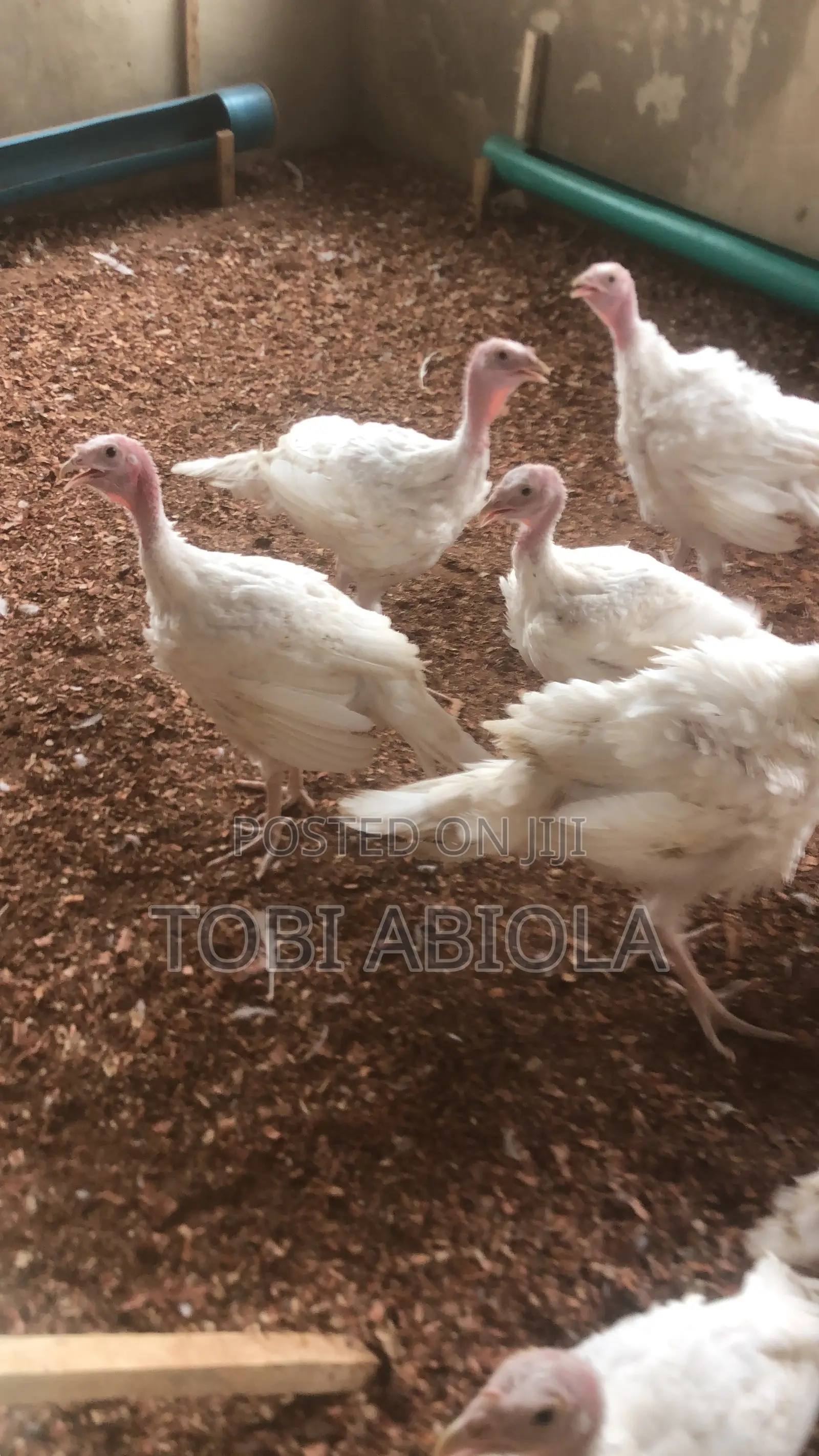 Chickens and Turkeys.