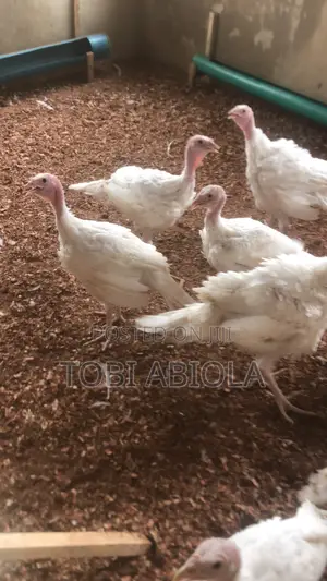 Chickens and Turkeys.