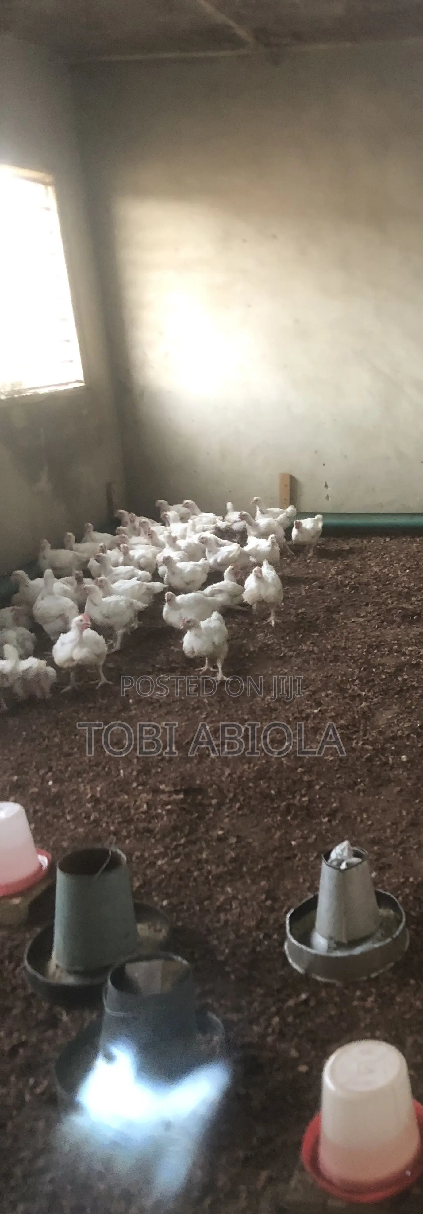 Chickens and Turkeys.