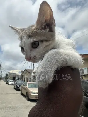 1-3 months Male Mixed Breed Russian Blue