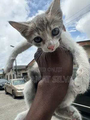 1-3 months Male Mixed Breed Russian Blue