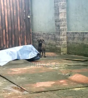 1-3 months Male Purebred Boerboel