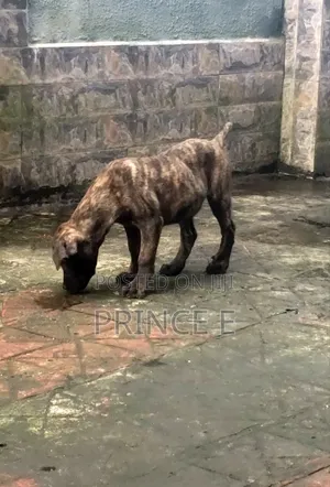 1-3 months Male Purebred Boerboel