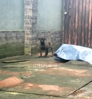 1-3 months Male Purebred Boerboel