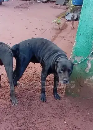 1+ year Female Purebred Cane Corso