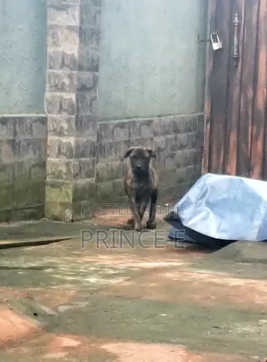 1-3 months Male Purebred Boerboel