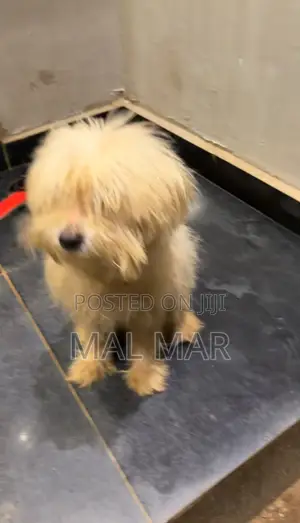 1+ year Female Purebred Lhasa Apso