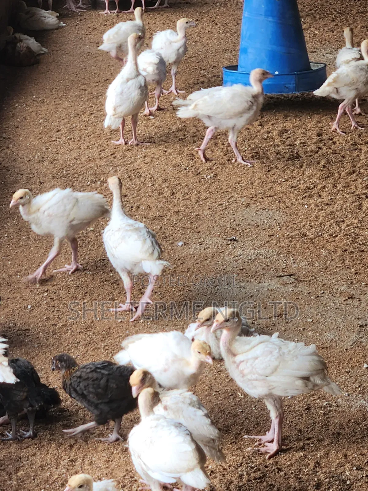 4 Weeks Foreign Turkey, Fully Vaccinated