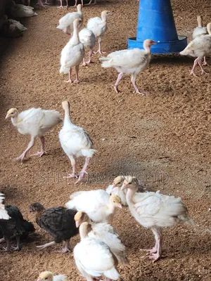 4 Weeks Foreign Turkey, Fully Vaccinated