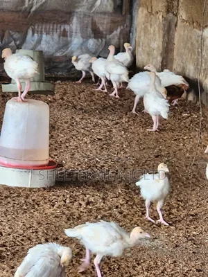 4 Weeks Foreign Turkey, Fully Vaccinated