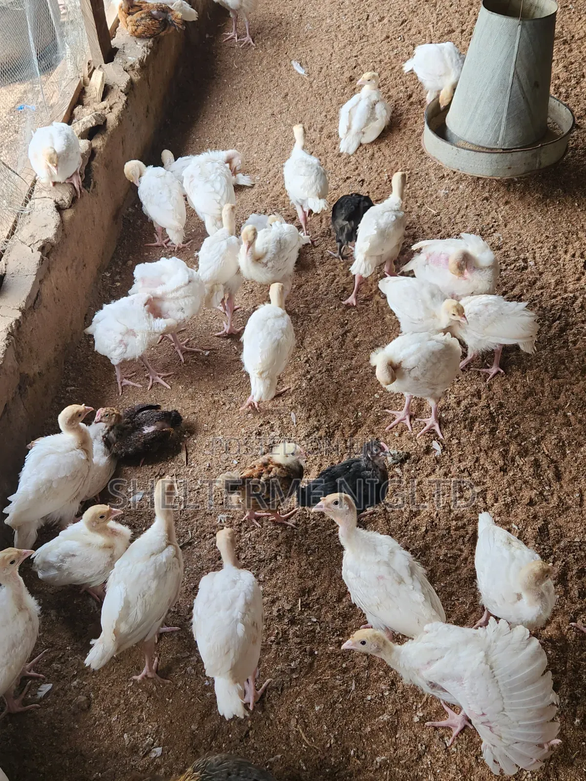 4 Weeks Foreign Turkey, Fully Vaccinated