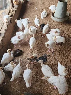 4 Weeks Foreign Turkey, Fully Vaccinated