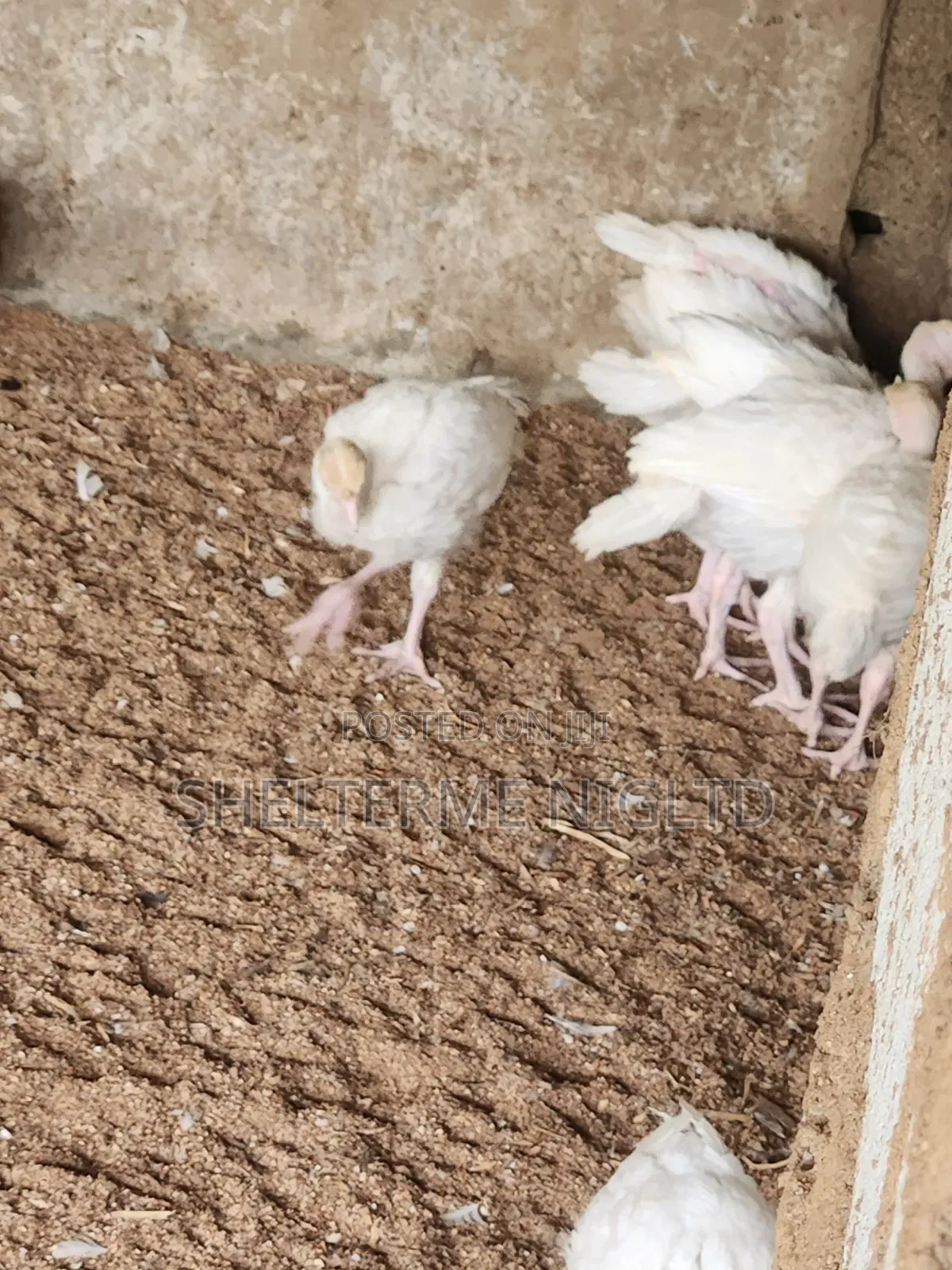 4 Weeks Foreign Turkey, Fully Vaccinated
