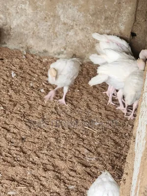 4 Weeks Foreign Turkey, Fully Vaccinated