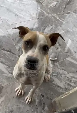 1+ year Female Purebred American Pit Bull Terrier