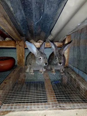 Chinchilla Rabbits