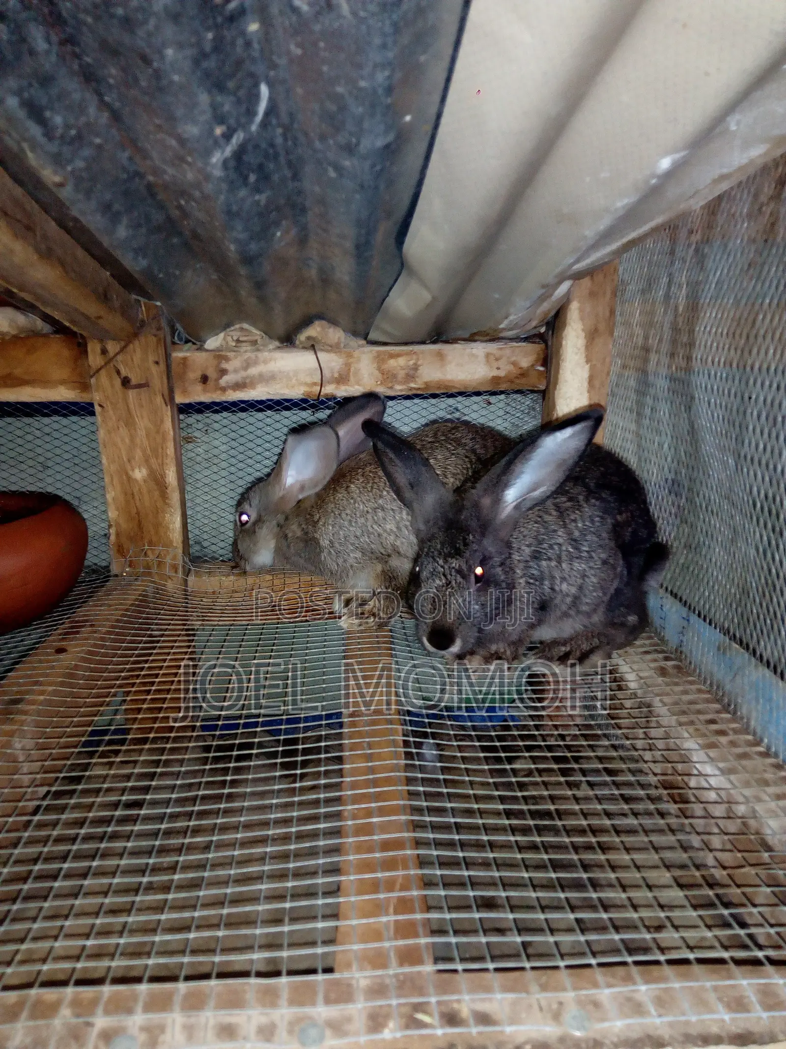 Chinchilla Rabbits