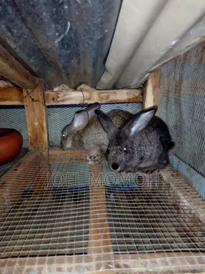 Chinchilla Rabbits