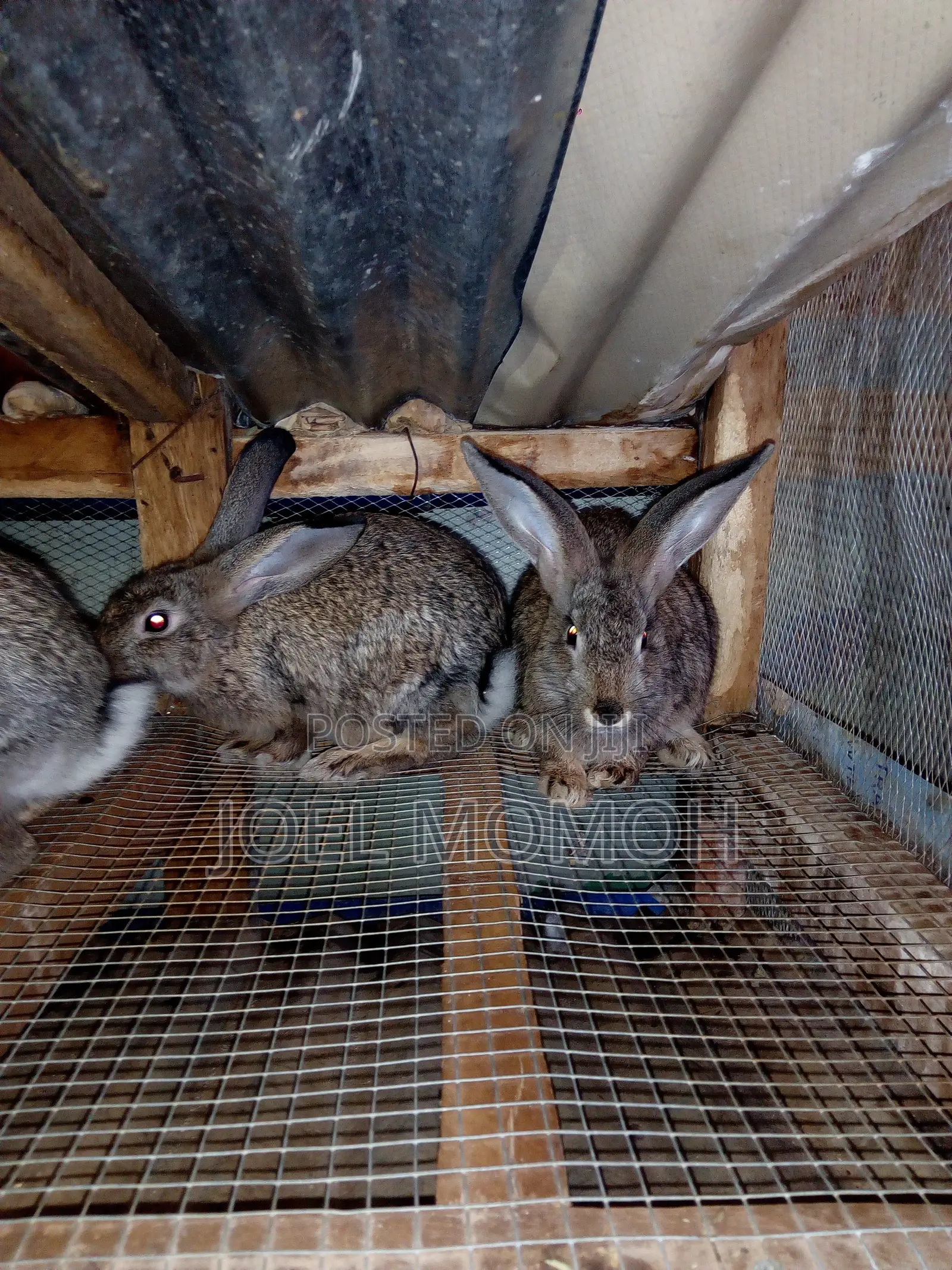 Chinchilla Rabbits