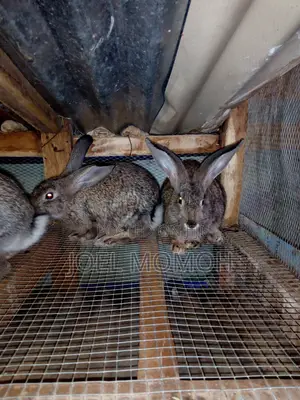 Chinchilla Rabbits