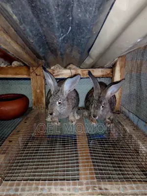 Chinchilla Rabbits