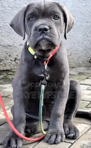 6-12 months Female Purebred Cane Corso