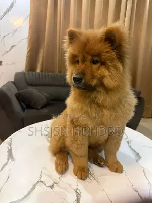1-3 months Female Purebred Chow Chow