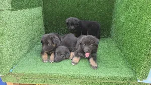 1-3 months Female Purebred German Shepherd