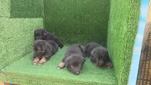 1-3 months Female Purebred German Shepherd