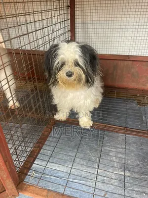 6-12 months Female Purebred Lhasa Apso