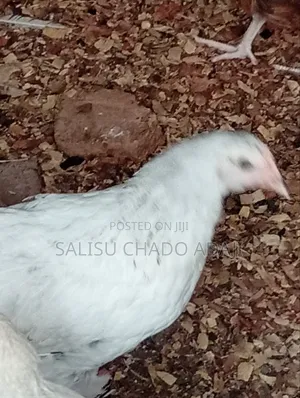 Brahma Birds