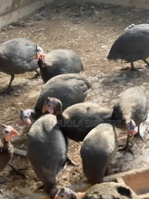 Experienced Poultry Attendant Needed – ₦–₦ | Sagbe